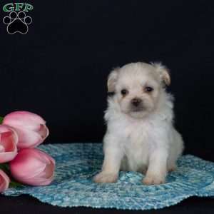 Piper (Tiny), Teddy Bear Puppy